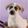 adoptable Dog in englewood, CO named Boogie Babies - Cotton Eyed Joe