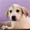 adoptable Dog in englewood, CO named Boogie Babies - Cupid Shuffle