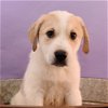 adoptable Dog in englewood, CO named Boogie Babies - Moonwalk