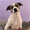 adoptable Dog in  named Woof Wash - Ducky
