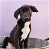 adoptable Dog in englewood, CO named Bluey Litter - Bandit