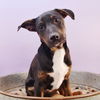 adoptable Dog in Englewood, CO named Dogglegangers - Dexter