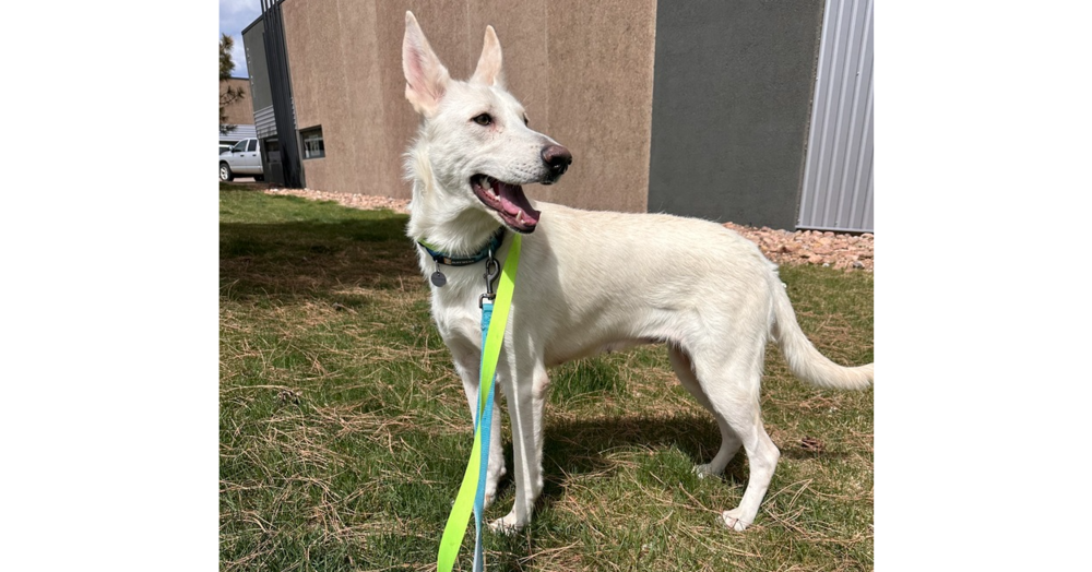 adoptable Dog in Englewood, CO named Mommy Ava