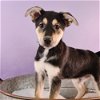 adoptable Dog in , CO named Mama Mallie Pup - Marley