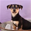 adoptable Dog in , CO named Mama Mallie Pup - Mazi