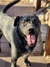adoptable Dog in englewood, CO named Amazing Arlo