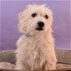 adoptable Dog in englewood, CO named Ramen Doodles - Miso