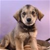 adoptable Dog in  named Su-Paw-Star Pups - James Earl Bones