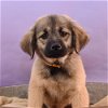 adoptable Dog in  named Su-Paw-Star Pups - J.K. Growling