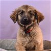 adoptable Dog in  named Su-Paw-Star Pups - Katy Pawry