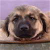 adoptable Dog in  named Su-Paw-Star Pups - Tina Spay