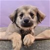 adoptable Dog in  named Su-Paw-Star Pups - Bark Wahlberg