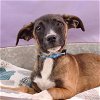adoptable Dog in  named Harry Paw-ter Pup -  Dumbledog