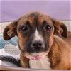 adoptable Dog in  named Harry Paw-ter Pup -  Ravenpaw