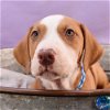 adoptable Dog in englewood, CO named Bark Avenue Babies - Ferrari
