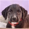 adoptable Dog in englewood, CO named Bark Avenue Babies -  Oliver
