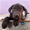 adoptable Dog in englewood, CO named Bark Avenue Babies -  Vivendi
