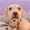 adoptable Dog in englewood, CO named Bark Avenue Babies - Ritz