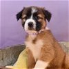 adoptable Dog in englewood, CO named Momma Cherish Pup - Chanel