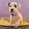 adoptable Dog in , CO named Momma Cherish Pup - Charlize