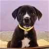 adoptable Dog in englewood, CO named Momma Cherish Pup - Chameleon