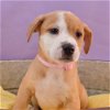 adoptable Dog in , CO named Momma Cherish Pup - Cherry