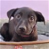 adoptable Dog in englewood, CO named Sally Sunshine