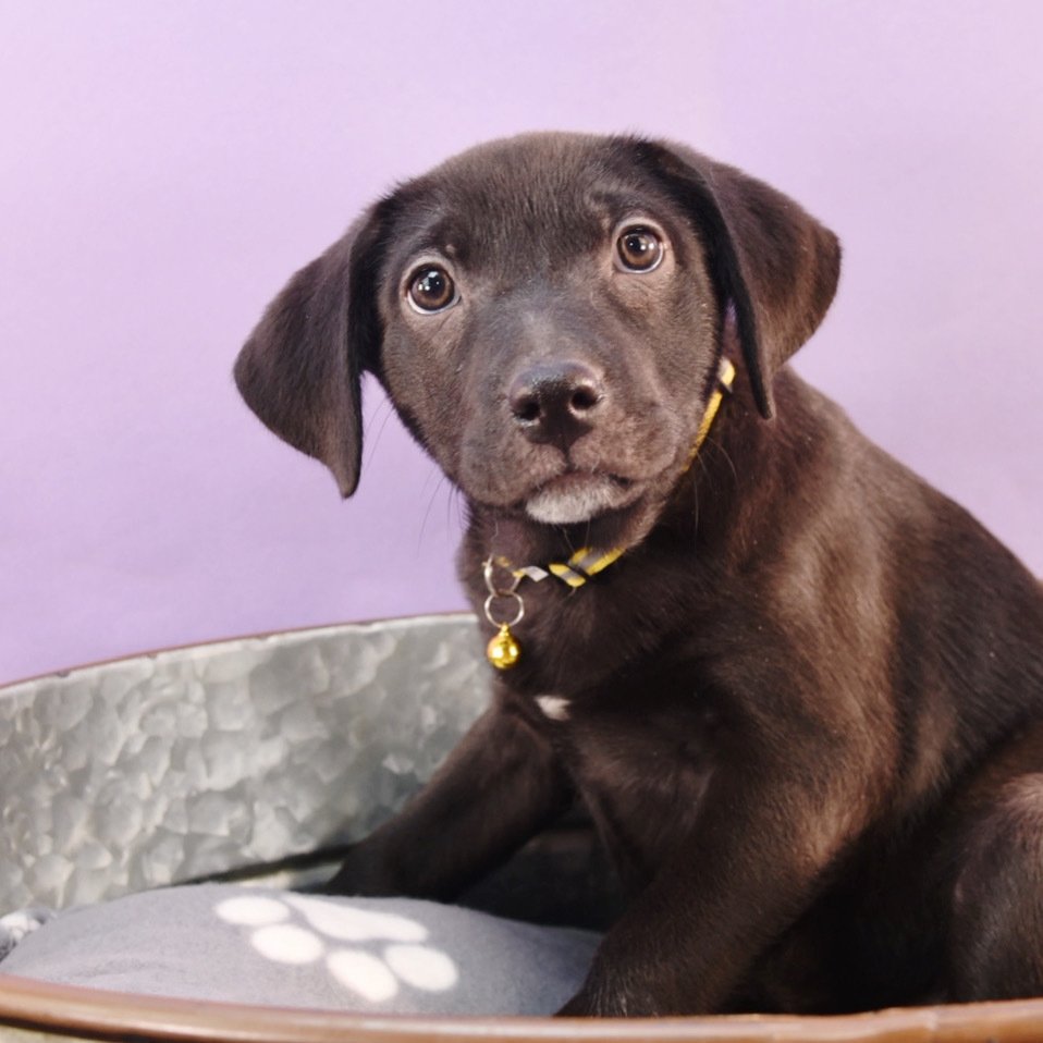 adoptable Dog in Englewood, CO named Sally Sunshine's Pup - Sasha