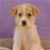 adoptable Dog in englewood, CO named Soda Pops - Orange Crush