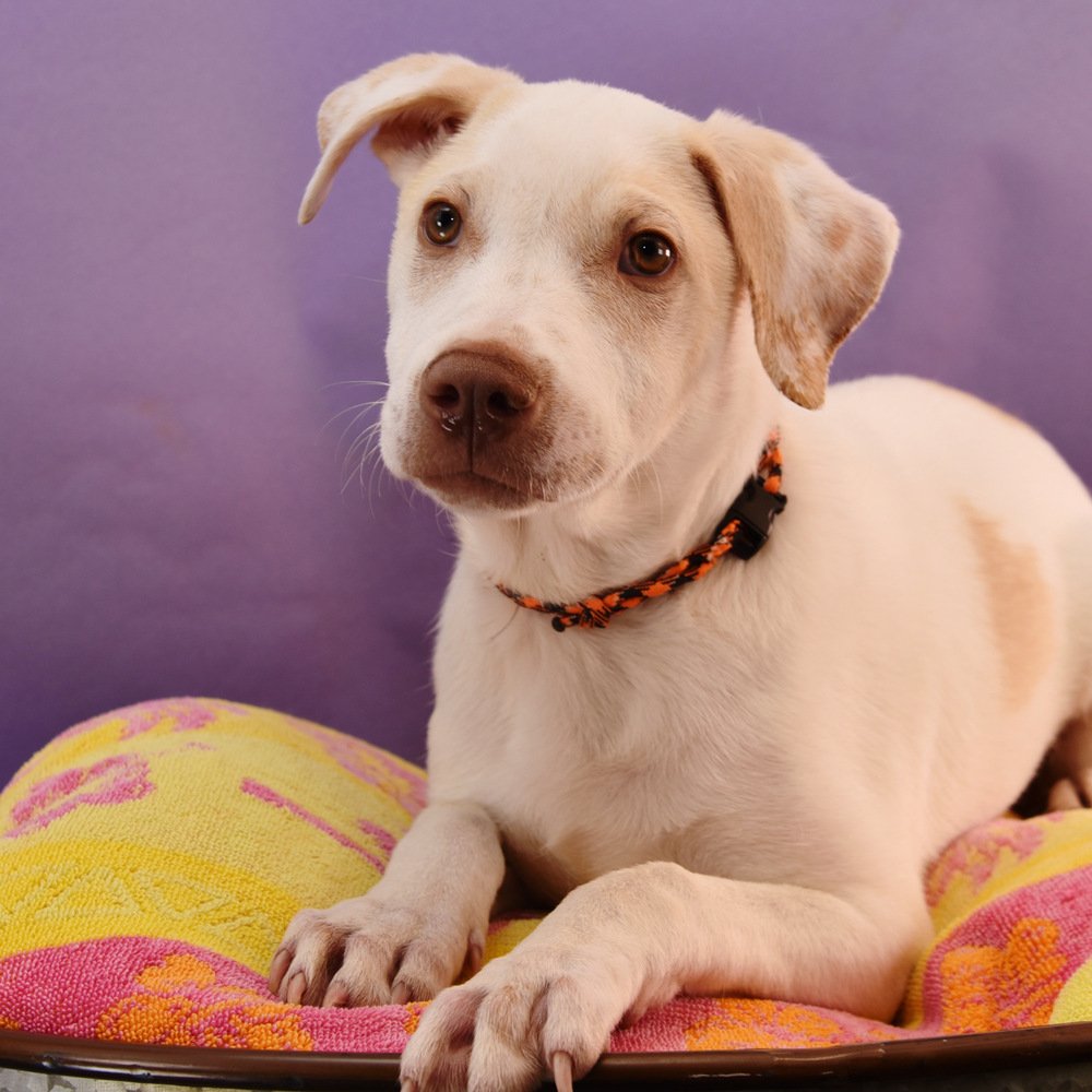 adoptable Dog in Englewood, CO named Rainbow