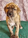 adoptable Dog in , CO named Momma Ruby Pup -  Rusty