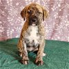 adoptable Dog in , CO named Momma Ruby Pup -  Boots
