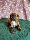 adoptable Dog in , CO named Momma Ruby Pup -  Ruby Jr.