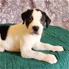 adoptable Dog in , CO named Momma Ruby Pup - Rowdy