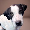 adoptable Dog in  named Momma Ruby Pup - Rowdy