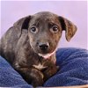 adoptable Dog in  named Mama Adira Pup -  Kiera