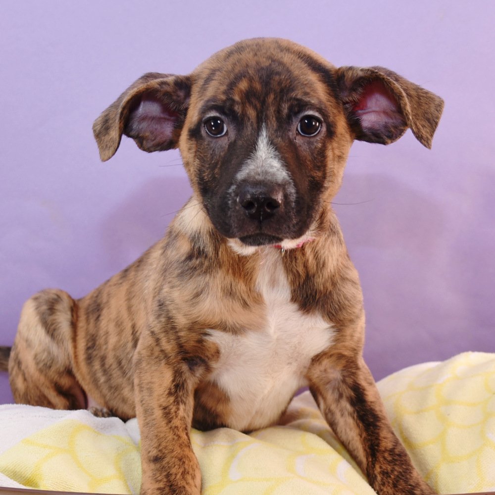 adoptable Dog in Englewood, CO named Mama Adira Pup -  Kiara