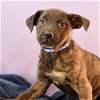 adoptable Dog in  named Mama Adira Pup - Teagan