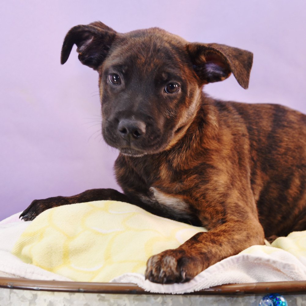 adoptable Dog in Englewood, CO named Mama Adira Pup - Teagan