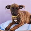 adoptable Dog in  named Mama Adira Pup -  Cosette