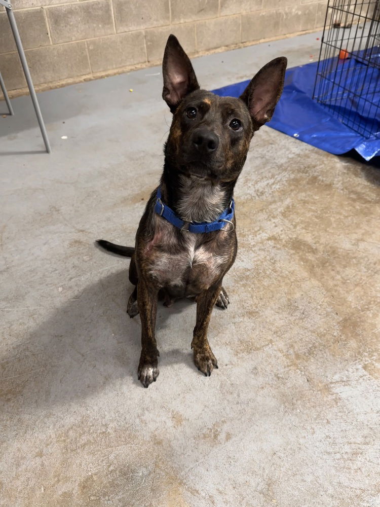 adoptable Dog in Englewood, CO named Mama Adira