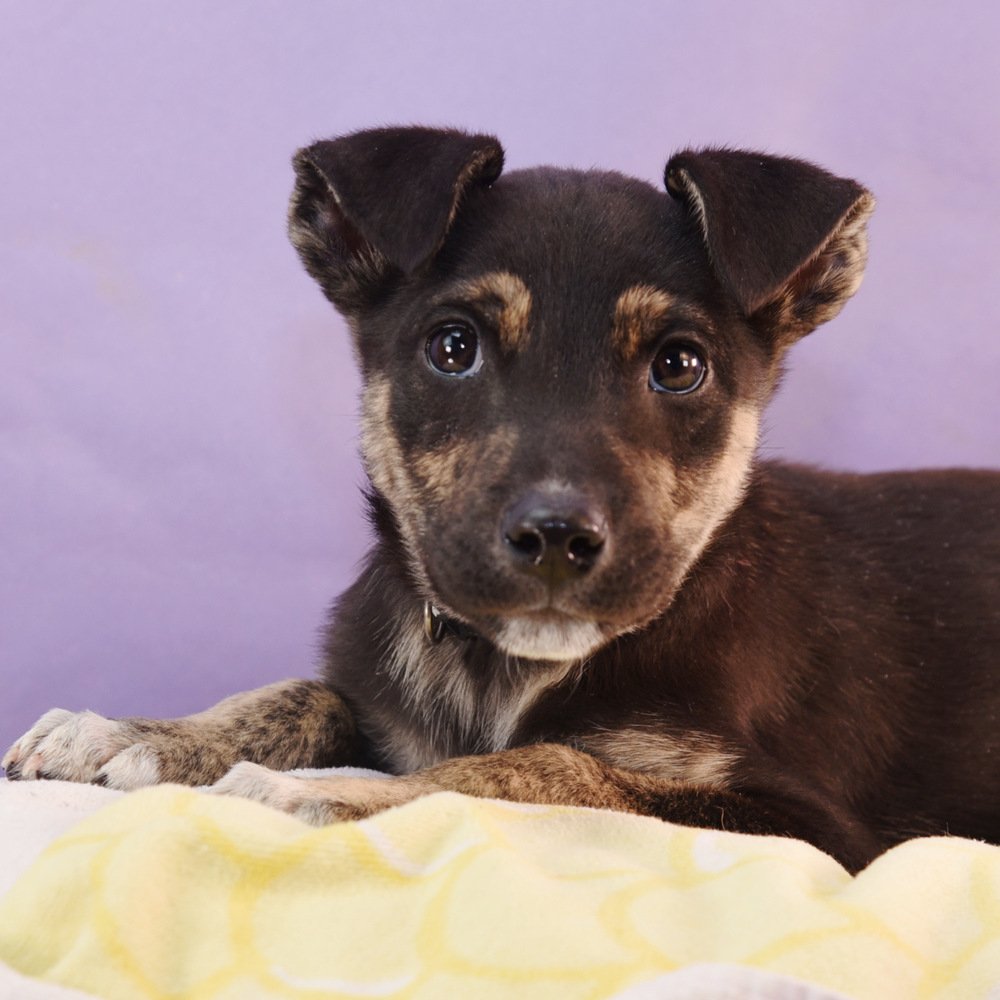 adoptable Dog in Englewood, CO named Mama Adira Pup - Logan