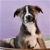 adoptable Dog in  named Momma Anni Pup -  Dougie