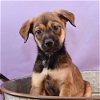 adoptable Dog in  named Momma Anni Pup -  Shelby