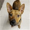 adoptable Dog in , CO named Momma Anni
