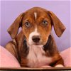 adoptable Dog in , CO named Mama Heidi Pup - Olga