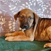 adoptable Dog in , CO named Mama Heidi Pup - Seth