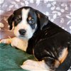 adoptable Dog in , CO named Mama Heidi Pup - Sebastian