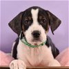 adoptable Dog in , CO named Mama Heidi Pup - Sebastian