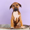 adoptable Dog in  named Mama Heidi Pup - Bridgette